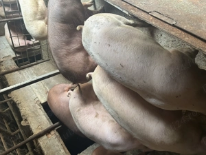 Porci de vânzare .., - imagine 2