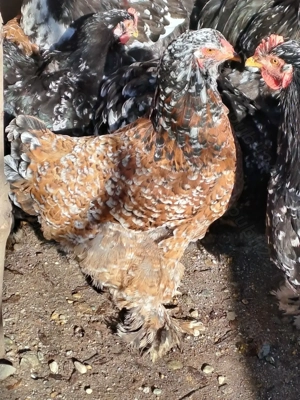 Vând găini cochinchina porțelan  - imagine 6