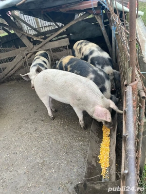 De vanzare porci  14 lei kg de craciun   - imagine 2