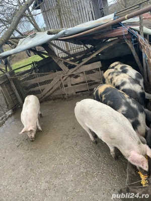 De vanzare porci  14 lei kg de craciun   - imagine 3