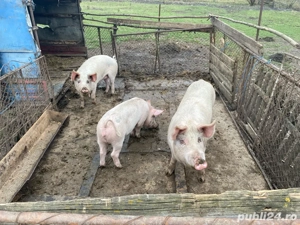De vanzare porci  14 lei kg de craciun   - imagine 4