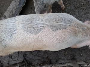 Porci de vânzare  - imagine 3