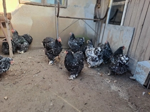 Vând găini cochinchina bobat