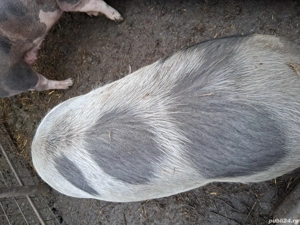 Porci de vânzare  - imagine 2