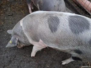 Porci de vânzare  - imagine 4