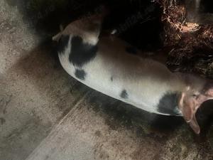 Porc de tăiat tânăr q - imagine 2