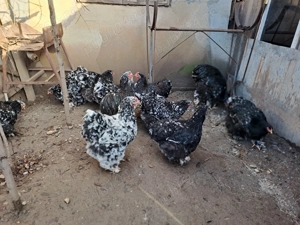 Vând găini cochinchina bobat - imagine 2