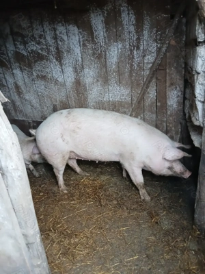 Vând porci 15 lei kg  - imagine 3