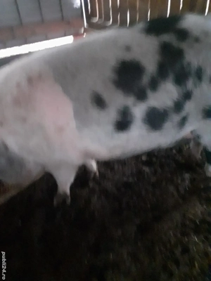 Vand porc pentru sacrificat - imagine 2