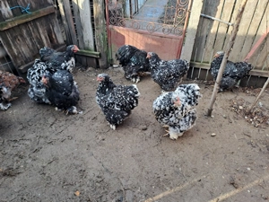 Vând găini cochinchina bobat - imagine 4