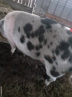 Vand porc pentru sacrificat - imagine 4