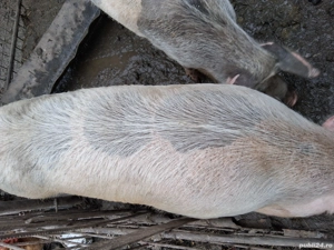 Porci de vânzare  - imagine 5