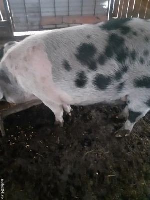 Vand porc pentru sacrificat