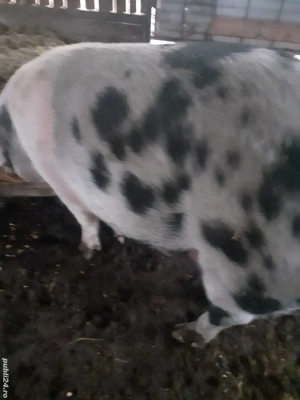 Vand porc pentru sacrificat - imagine 3