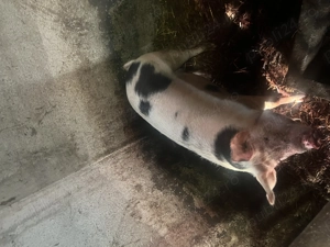 Porc de tăiat tânăr q - imagine 4