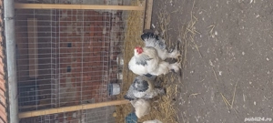 schimb cu curcan  - imagine 3