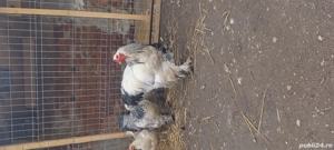 schimb cu curcan  - imagine 2