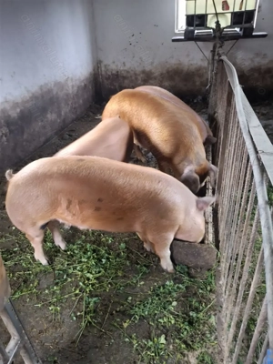 Porci de vanzare - imagine 2