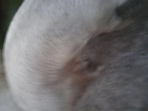 Vind porc ,rasa pietrean,are 200kg - imagine 2