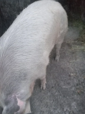 Vind porc ,rasa pietrean,are 200kg - imagine 4