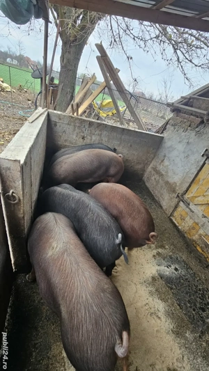 vand porci  - imagine 2