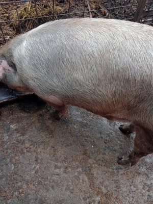 Vind porc ,rasa pietrean,are 200kg - imagine 5