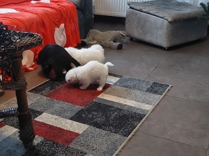 Vând 2 cățelușe bison maltez  - imagine 3