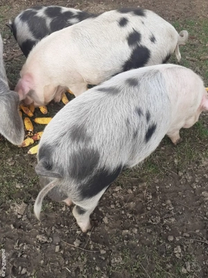 Vand grăsuni  - imagine 3