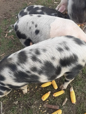 Vand grăsuni  - imagine 4