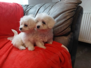 Vând 2 cățelușe bison maltez  - imagine 2