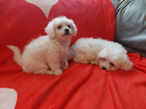 Vând 2 cățelușe bison maltez  - imagine 4