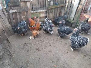 Vand gaini cochinchina