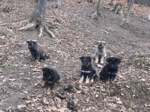 Catei ciobanesti germani lupi