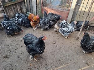 Vand gaini cochinchina - imagine 3