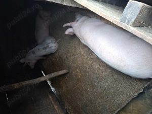 De vanzare!Porci crescut in curte la noi,nu sunt porci de ferma - imagine 3