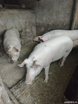 Porc Crăciun - Mânăstirea Călărași - imagine 2