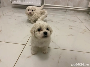 Bichon Maltez rasă pură - imagine 2