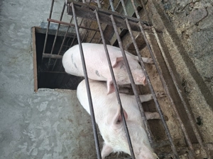 De vanzare!Porci crescut in curte la noi,nu sunt porci de ferma - imagine 2