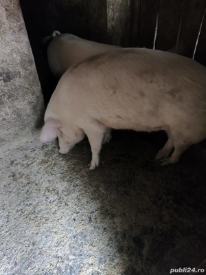 Porc Crăciun - Mânăstirea Călărași