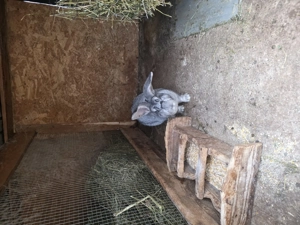 Iepuri de vânzare.au 9 luni. - imagine 2