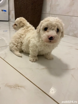 Bichon Maltez rasă pură - imagine 5