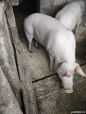 Porc Crăciun - Mânăstirea Călărași - imagine 3