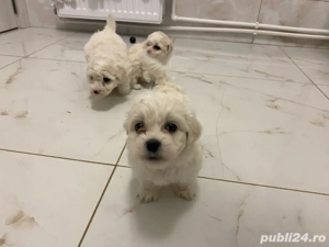 Bichon Maltez rasă pură