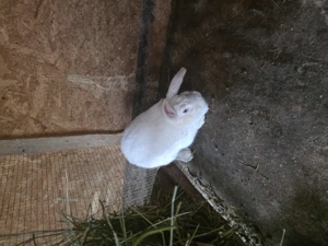 Iepuri de vânzare.au 9 luni.