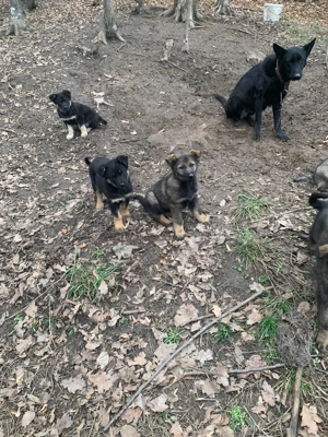 Catei ciobanesti germani lupi - imagine 2