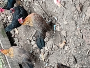 Găini Phoenix  - imagine 3