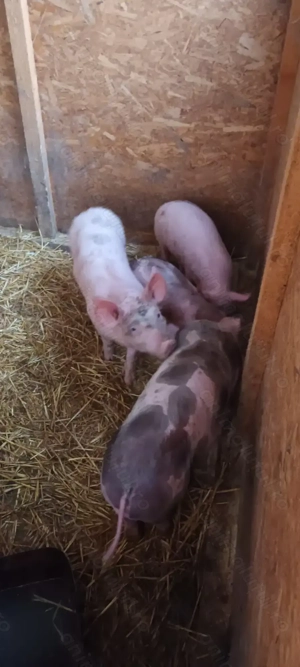 Purcei rasa de carne de vânzare  - imagine 2