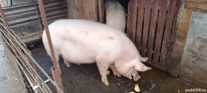 Vand porc  pentru Crăciun crescut in gospodărie 