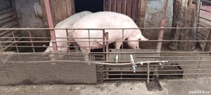 Vand porc  pentru Crăciun crescut in gospodărie  - imagine 4