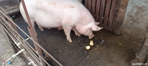 Vand porc  pentru Crăciun crescut in gospodărie  - imagine 3